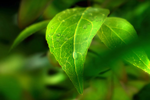 世界环境日 | 守卫净土 绿色前行 招商交科下属招商生态专注生态环保，共创美好生活